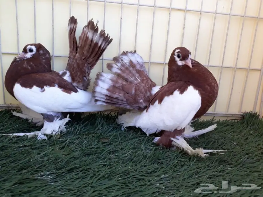 طبة فولكا احمر Top (image 3)