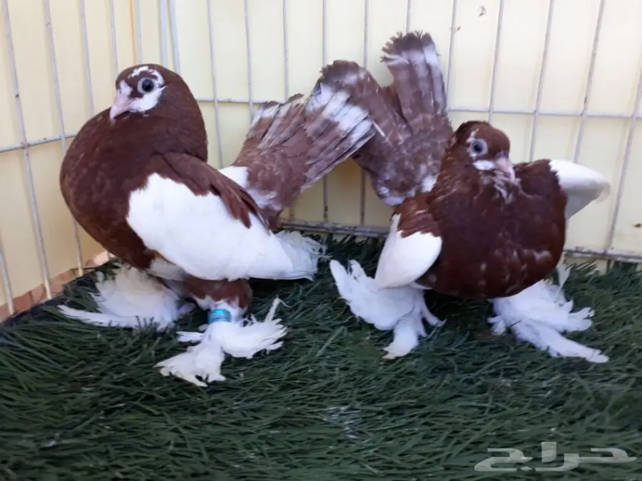 طبة فولكا احمر Top (image 4)