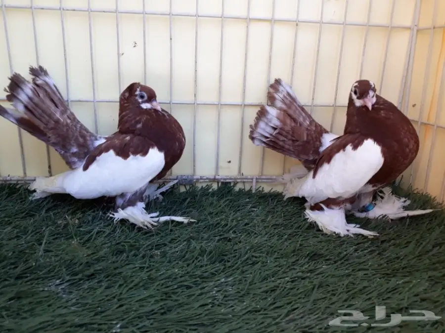 طبة فولكا احمر Top (image 5)