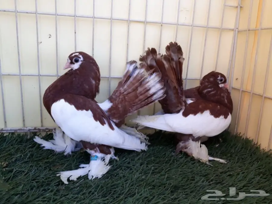 طبة فولكا احمر Top (image 6)