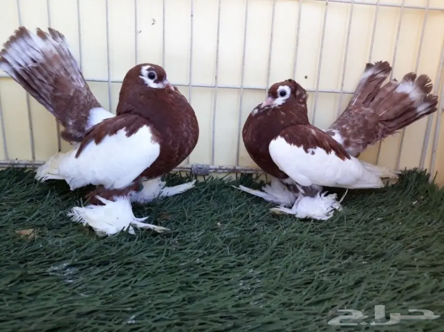 طبة فولكا احمر Top (image 7)