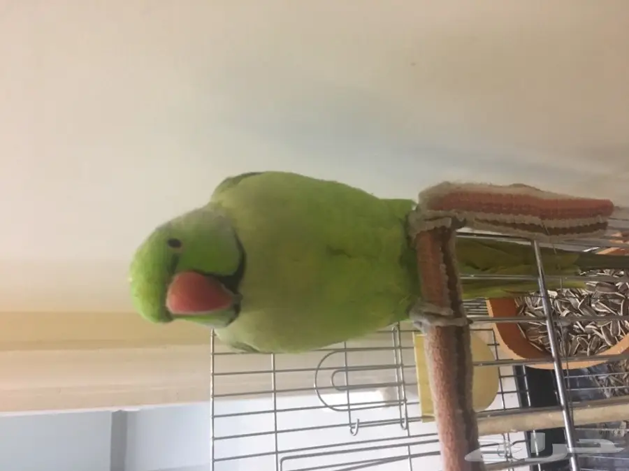 ببغاء دره للبيع  (image 3)