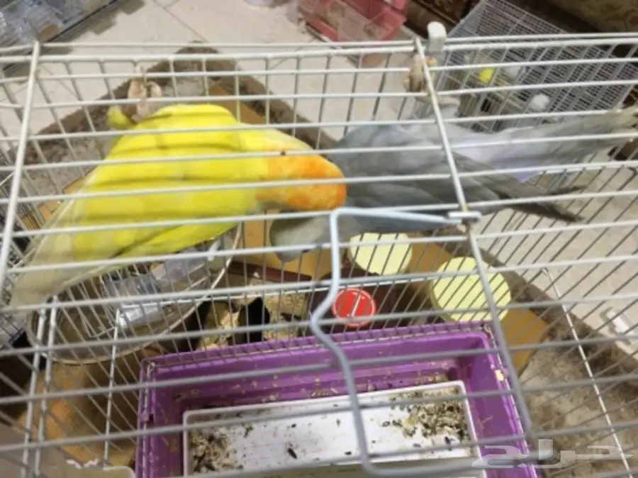 طيور روز (image 1)