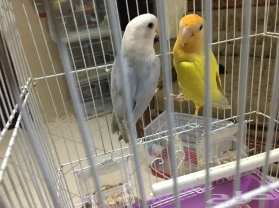 طيور روز (image 2)