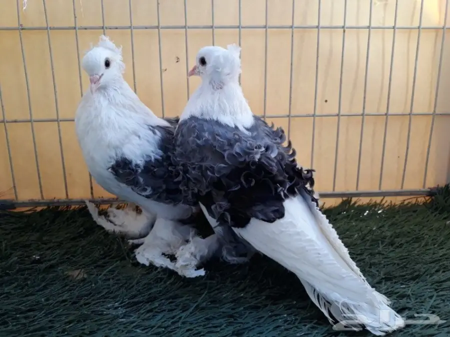 طبة مفتل مكتف ازرق 