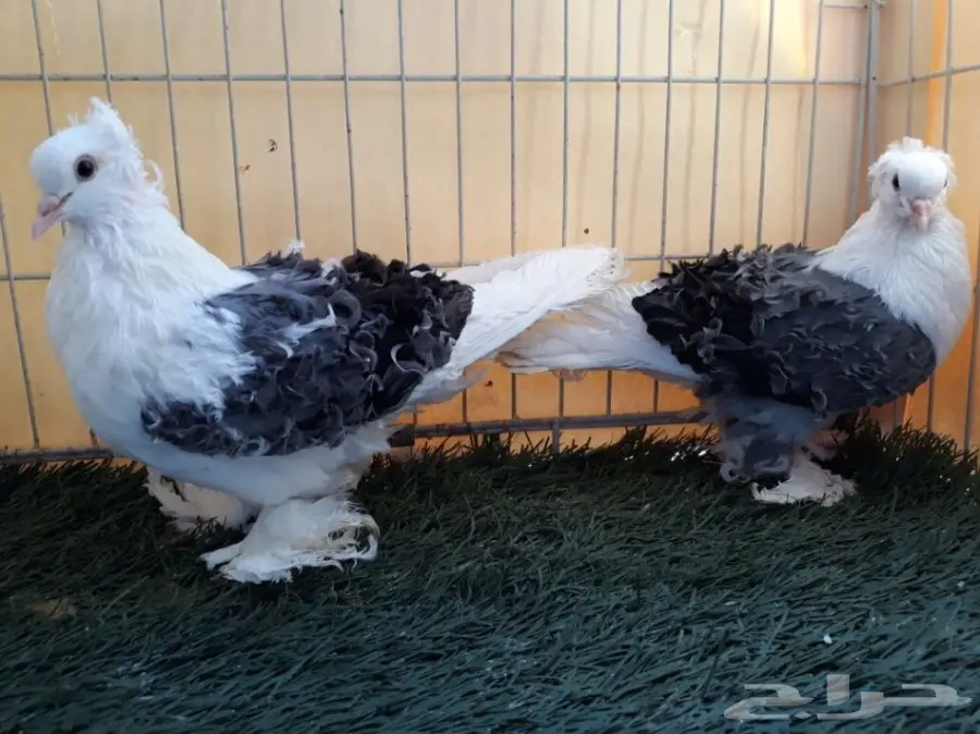 طبة مفتل مكتف ازرق  (image 1)