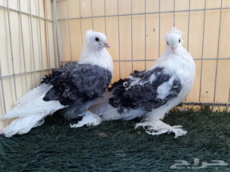 طبة مفتل مكتف ازرق  (image 2)