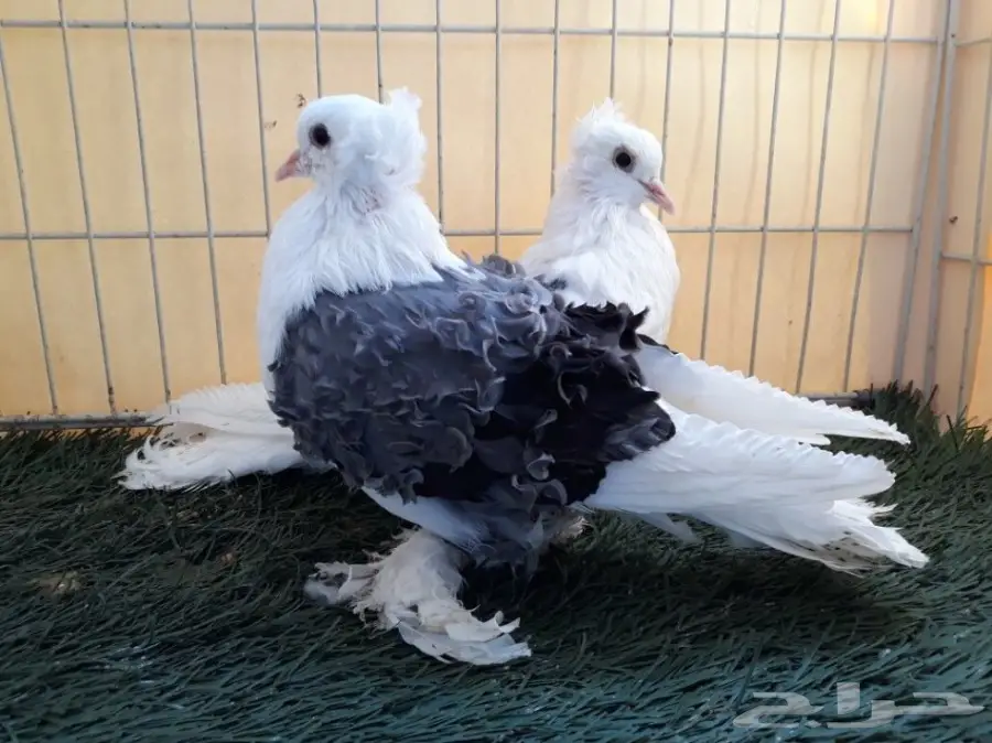 طبة مفتل مكتف ازرق  (image 3)