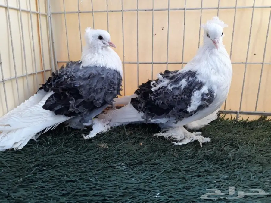 طبة مفتل مكتف ازرق  (image 4)