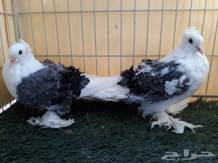 طبة مفتل مكتف ازرق  (image 5)