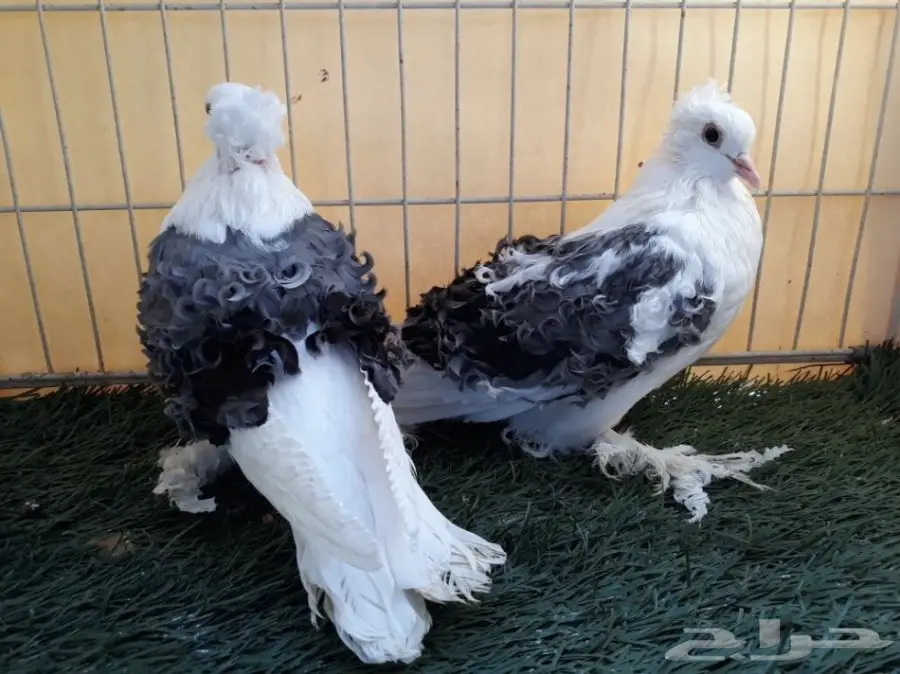 طبة مفتل مكتف ازرق  (image 6)