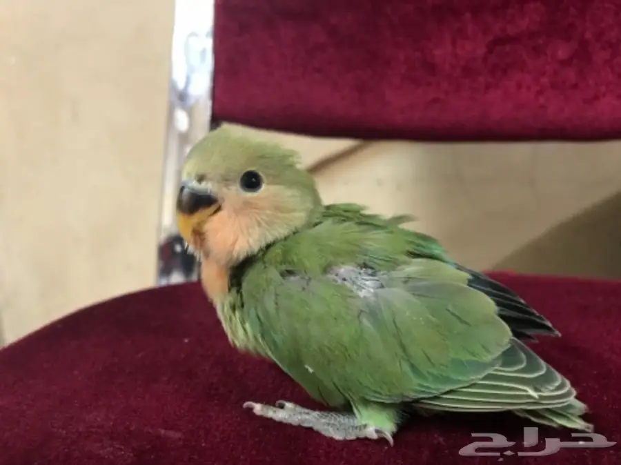 فروخ روز  (image 1)