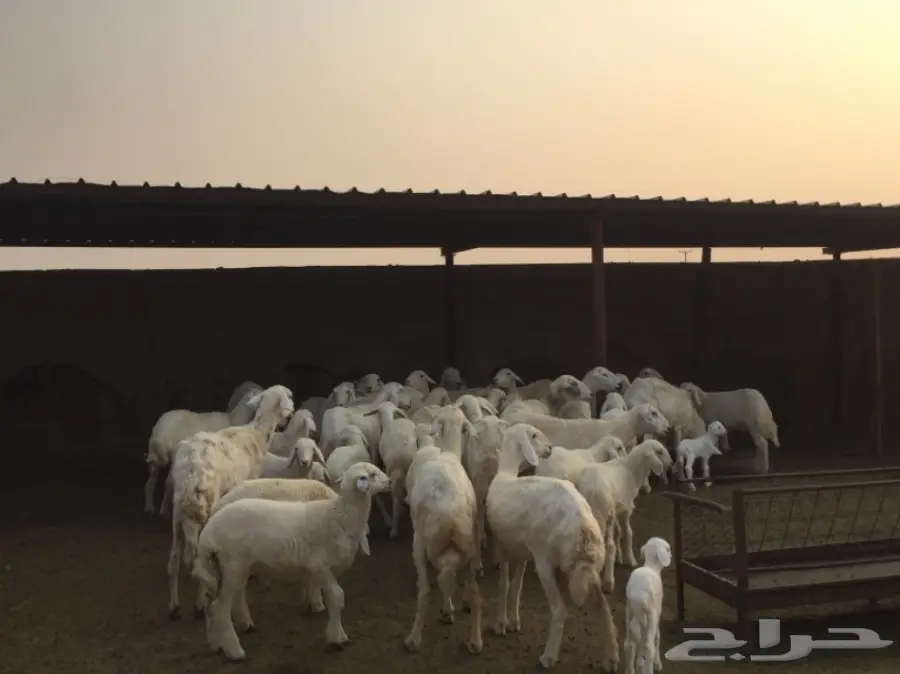 ضان للبيع (image 1)