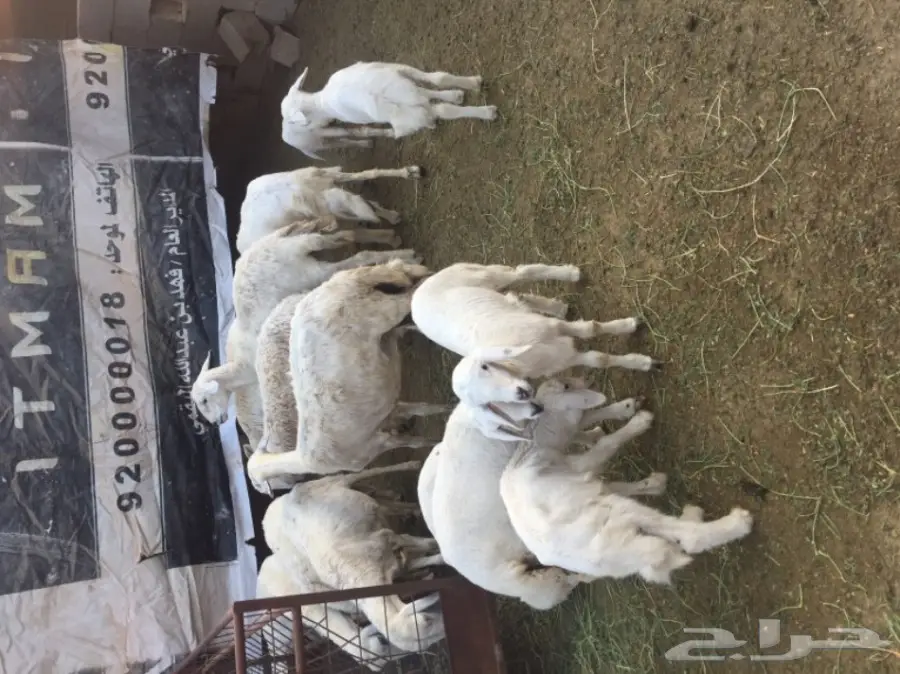 ضان للبيع (image 2)