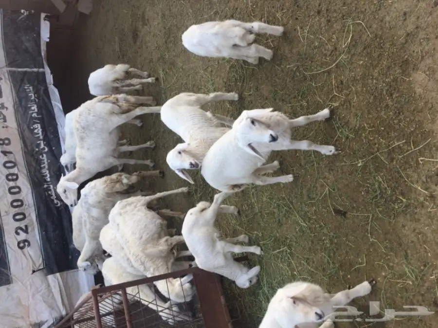 ضان للبيع (image 3)