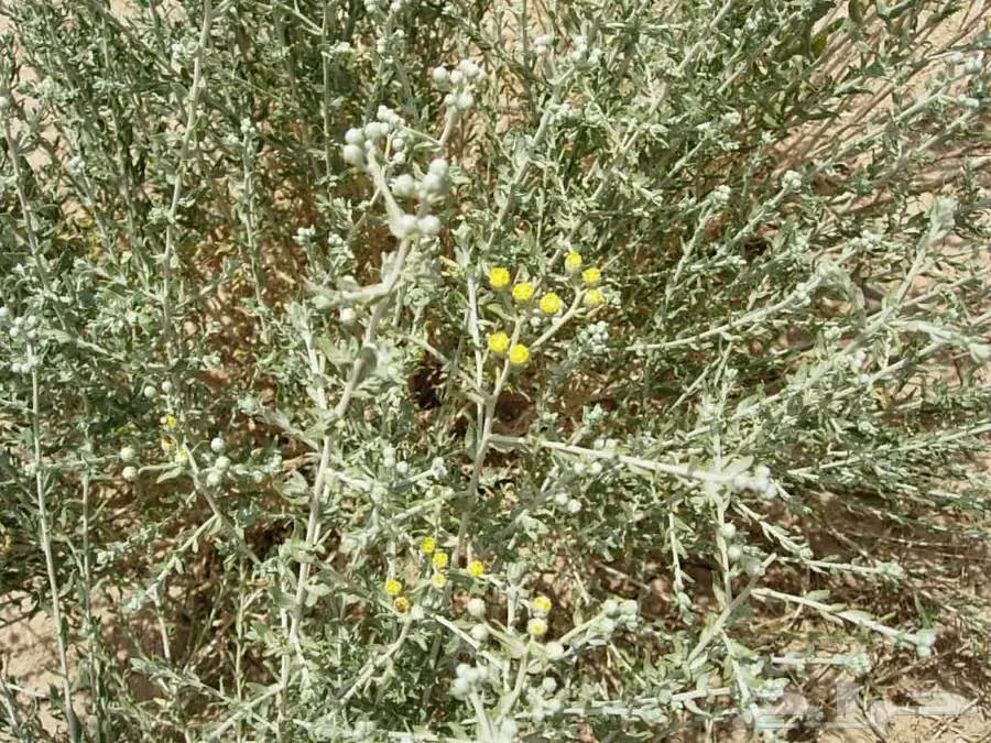 نبتة القيصوم البريك