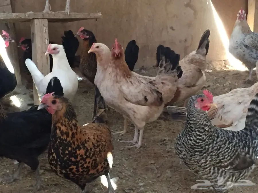 دجاج بياض ممتاز للبيع! (image 10)