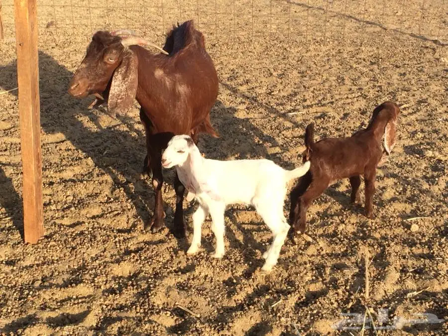 عنز مشروكة مصرية مميزة - فرصة لا تُفوّت! (image 8)