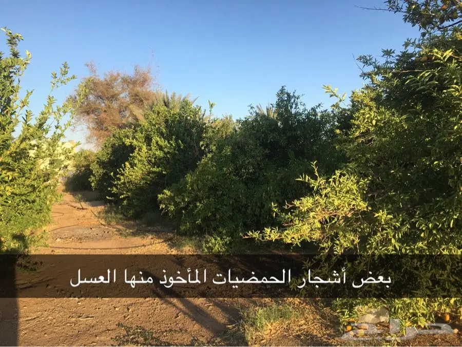 عسل وزيت غصن البان وسدر من الجنوب (image 6)