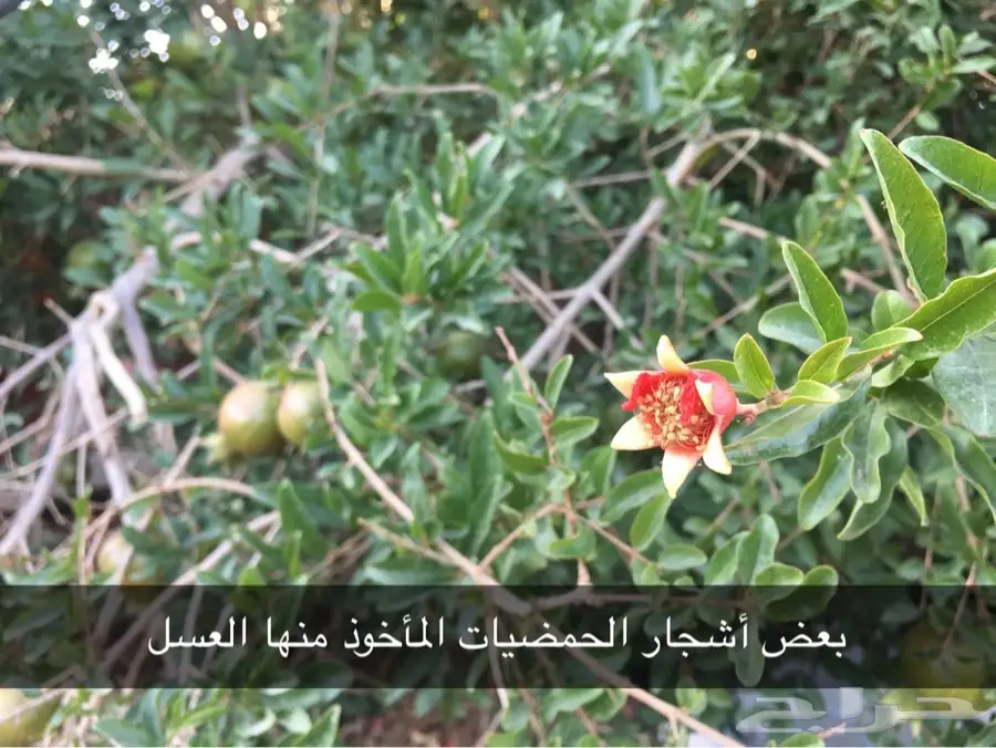 عسل وزيت غصن البان وسدر من الجنوب  (image 5)