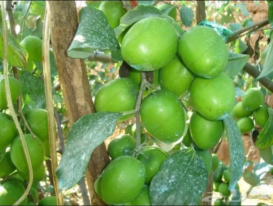 بذور سدر العناب الهندي