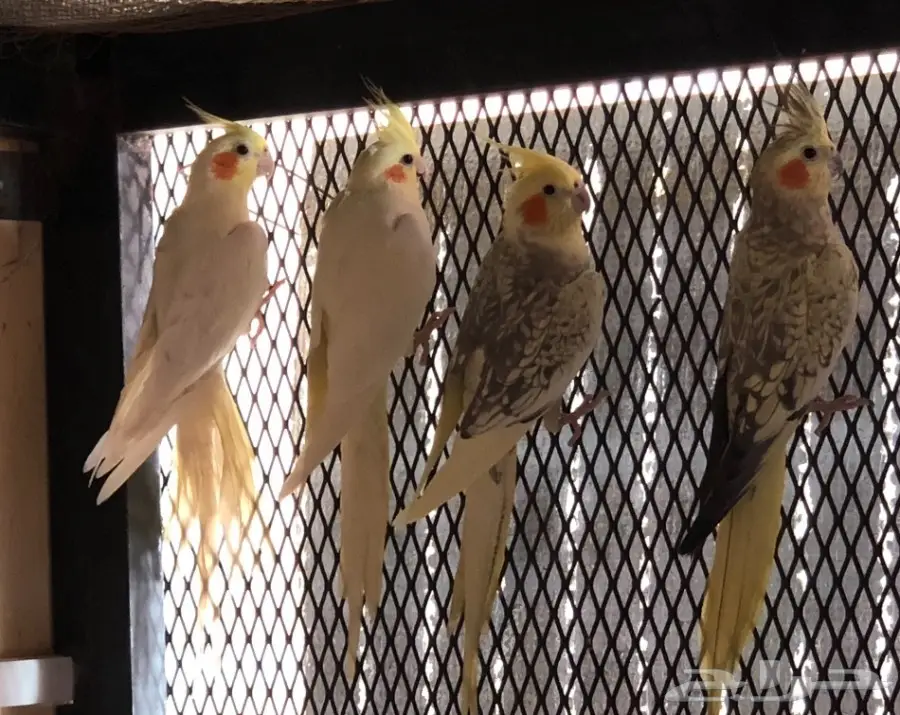 كروان لاتينو وفراشة  للبيع