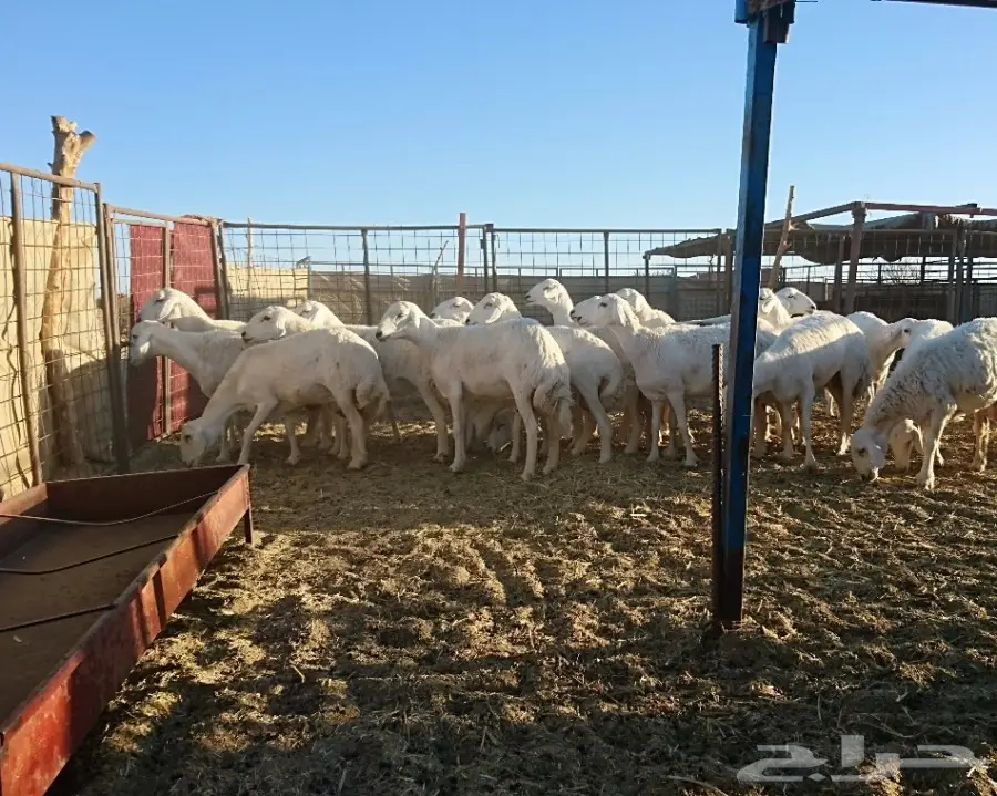 غنم مراح واحد وسم واحد درجة اولى