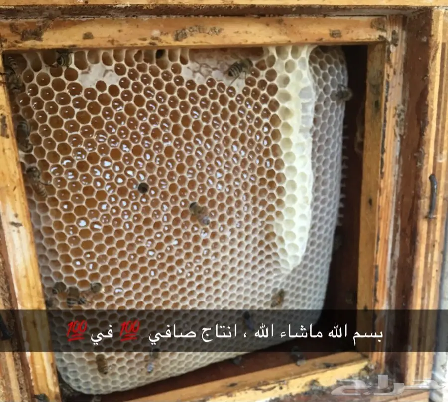 عسل وزيت غصن البان وسدر من الجنوب (image 2)