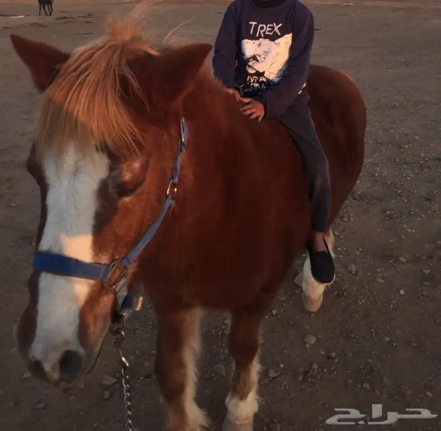 فرس بونية (image 2)