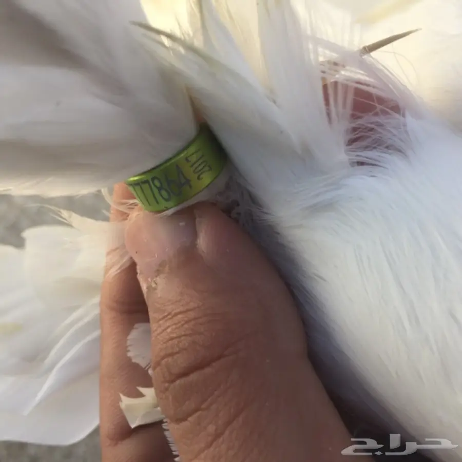 ذكر شماسي امريكي (image 3)