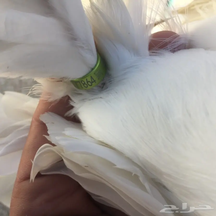 ذكر شماسي امريكي (image 4)