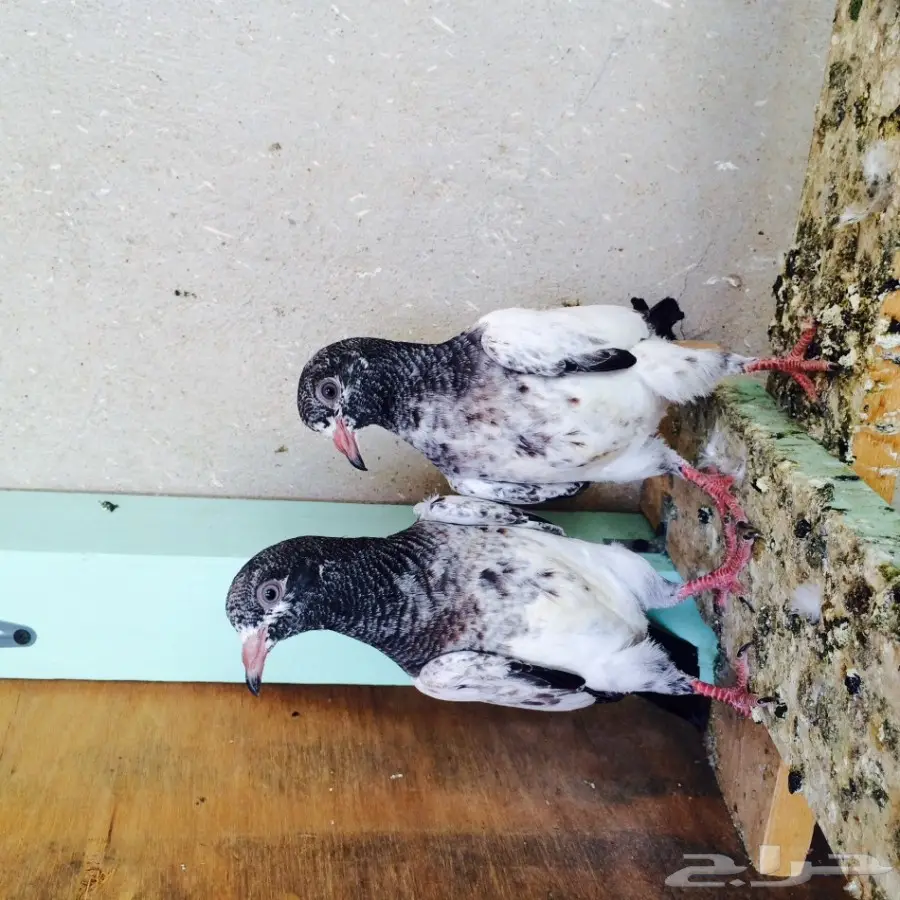 حمام باكستاني  (image 3)