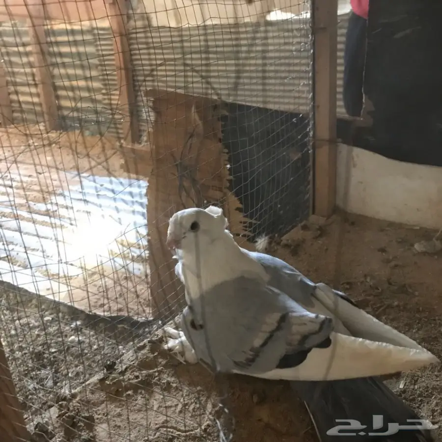 حمام زينه للبيع بيعه سريعه وسماح (image 10)