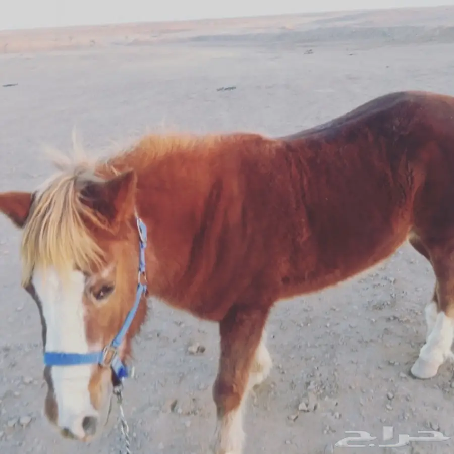 فرس بونية (image 1)