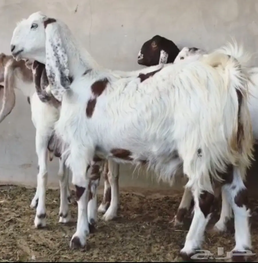 مشاريك دفيع على رمز (image 3)