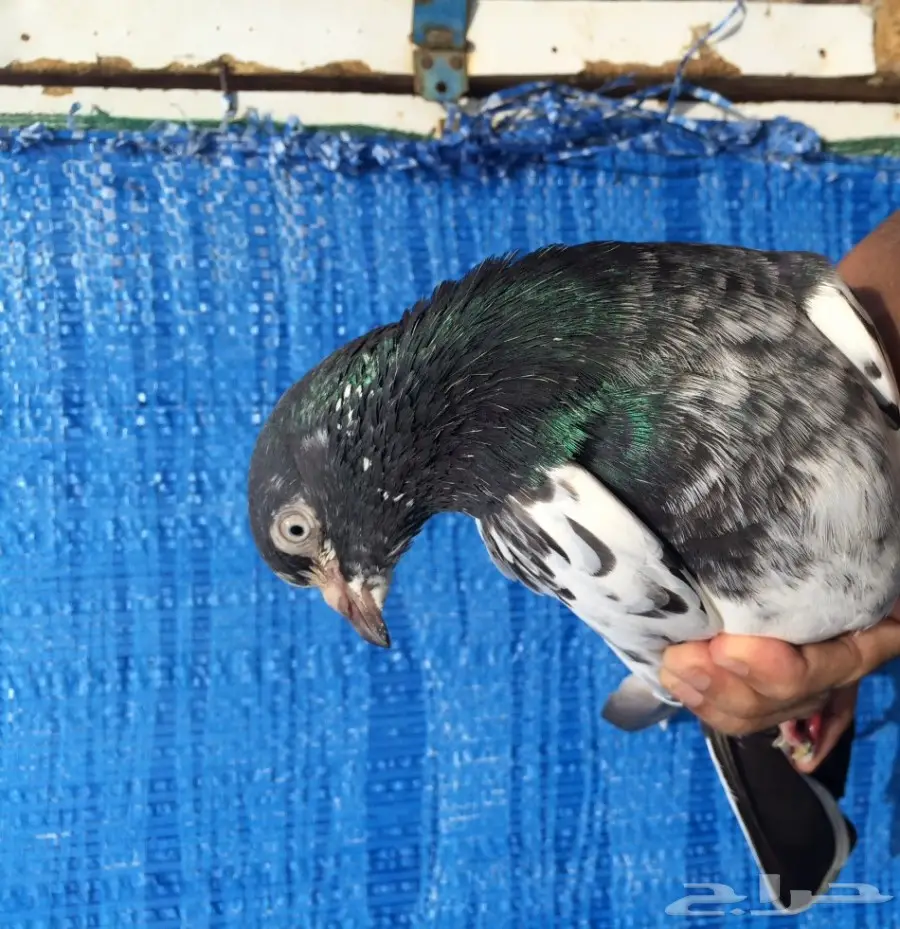 حمام باكستاني  (image 4)