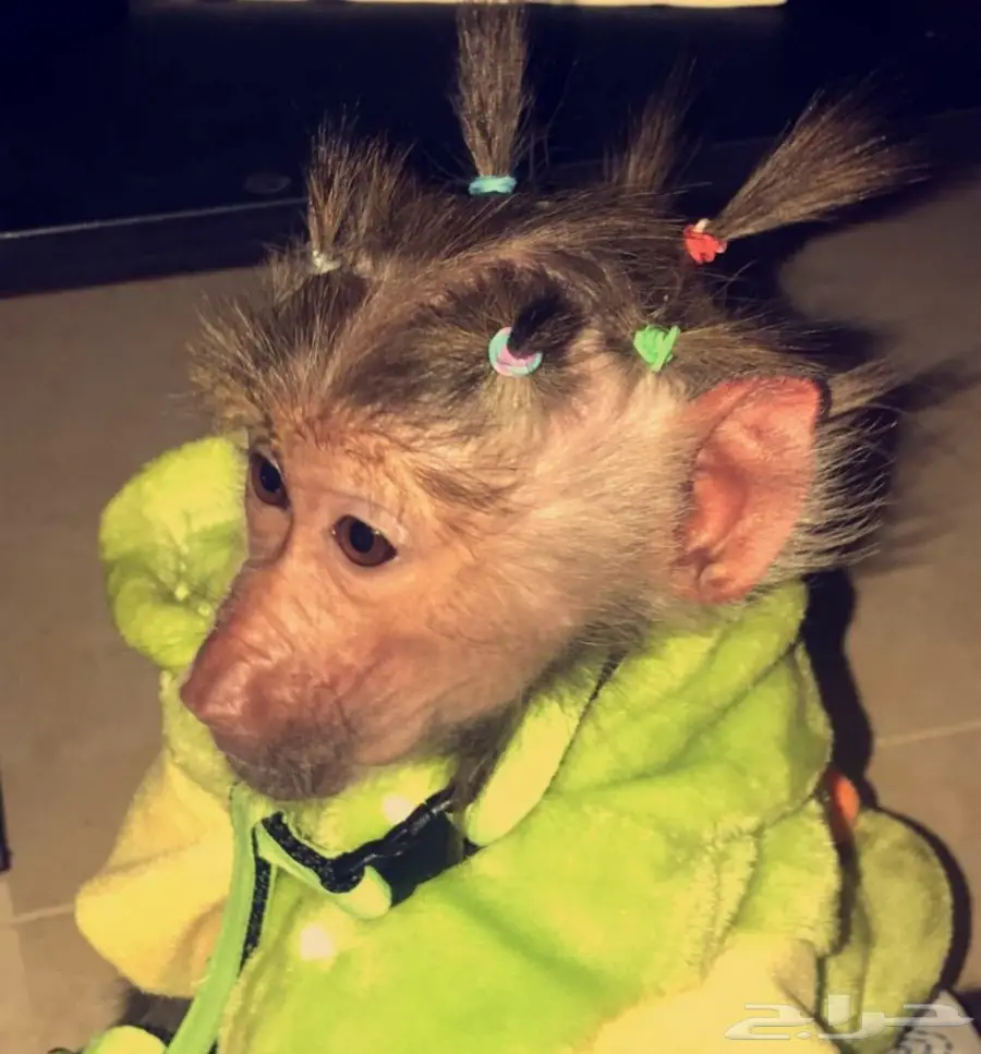 قرد للتبني  (image 3)