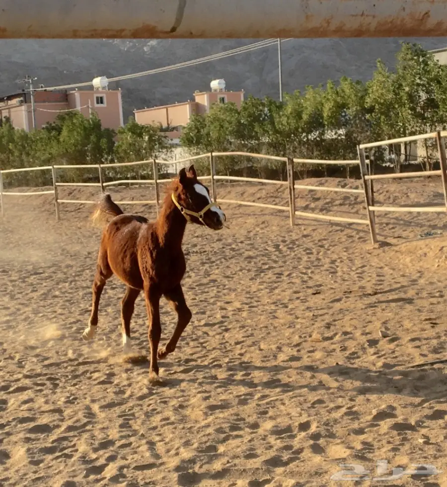 مهر جميل  (image 1)