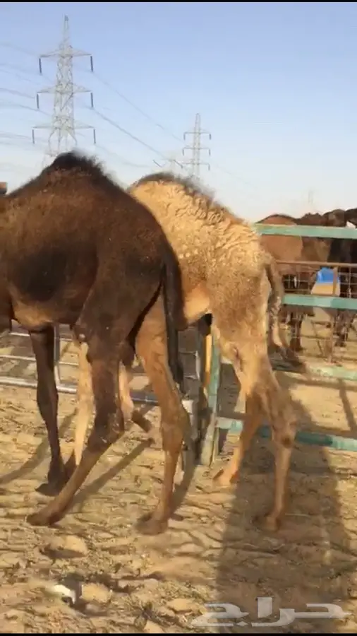 مفاريد فاخرة لأجمل المناسبات! (image 3)