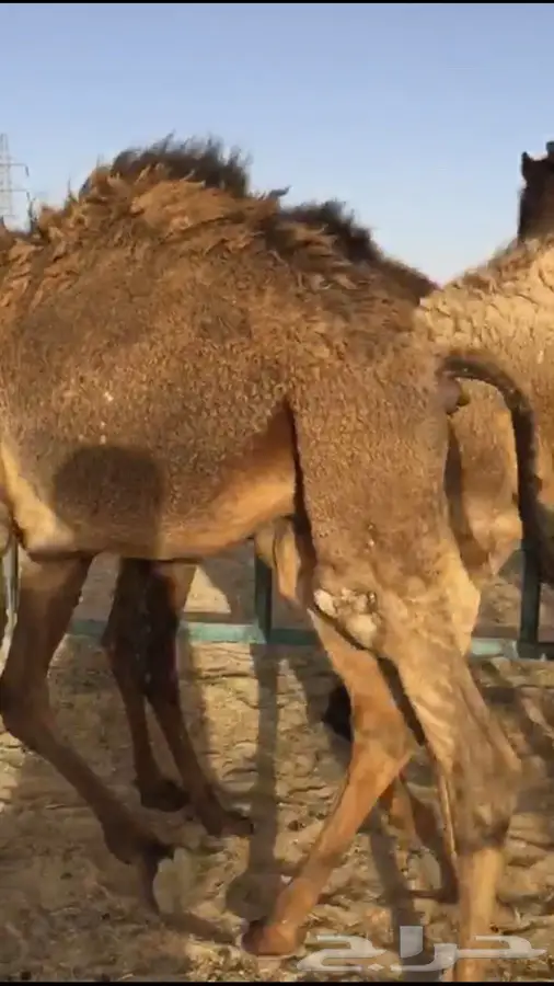 مفاريد فاخرة لأجمل المناسبات! (image 2)