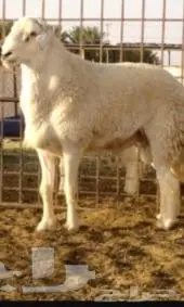 قروب أغنام ع الواتس اب 