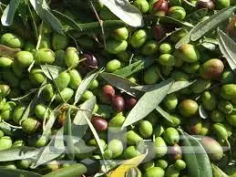 زيت زيت ونعصره على البارد بكر من مزرعتناالجوف (image 1)