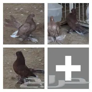 طبة من جاوة وفولكا