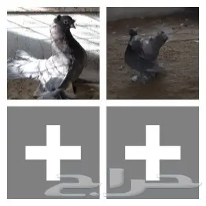 طبة من جاوة وفولكا (image 1)