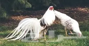 دجاج يوكوهاما  (image 1)