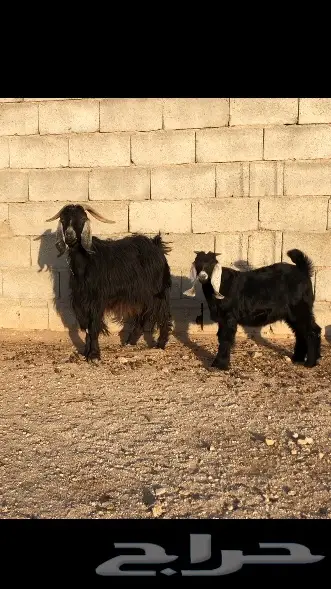 عنز تحتها تيس 