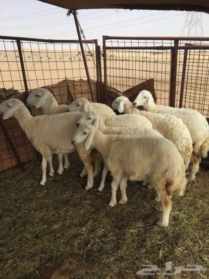 رخال حرير ممتازة للبيع - ماشاء الله تبارك الله (image 12)