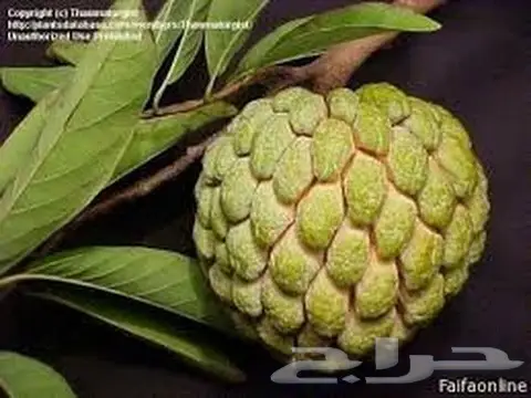 بذور فاكهة القشطة للزراعة (image 1)