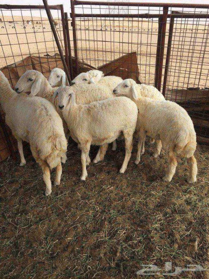 رخال حرير ممتازة للبيع - ماشاء الله تبارك الله (image 9)