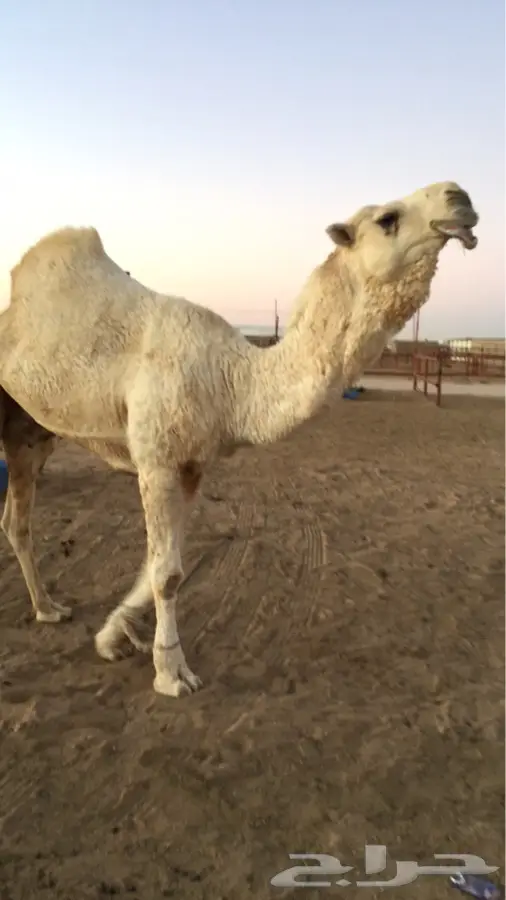 بعير اوضح (image 1)
